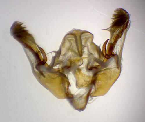 Réf. 269 985 : Polymixis argillaceago